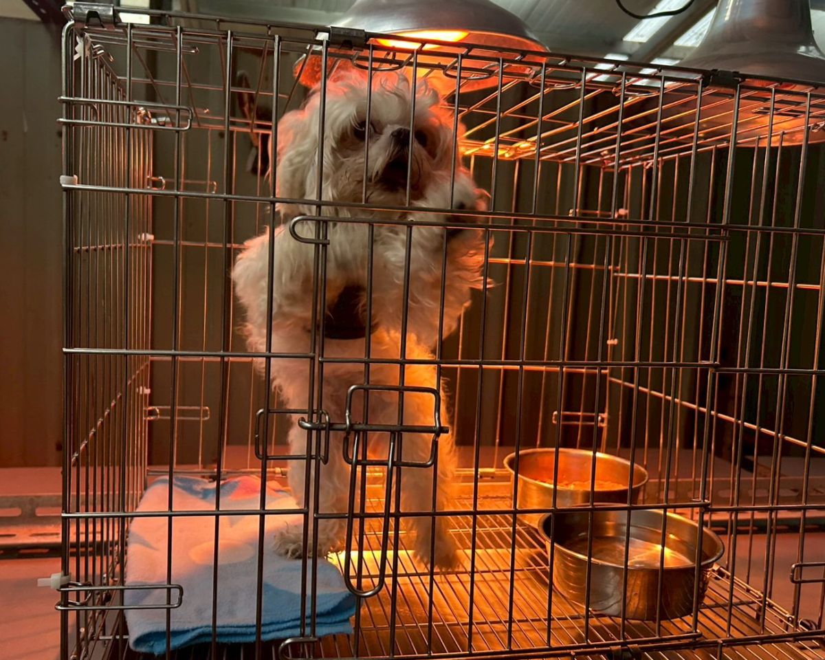 圖／寒流來襲，動保處保溫強化對動物的禦寒與呵護。（新北市政府動物保護防疫處提供）