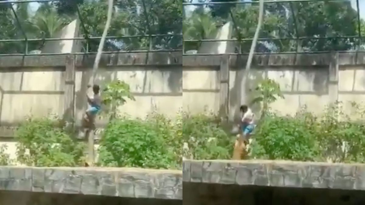 圖/巴西動物園近日發生一起致命事件,一名男子翻越超過 6 公尺高的圍牆,立即遭母獅「萊昂娜」(Leona)撲倒攻擊,導致男子傷重不治。(翻攝 𝕀𝕟𝕥𝕖𝕣𝔽𝕒𝕥𝕠𝕤 X)