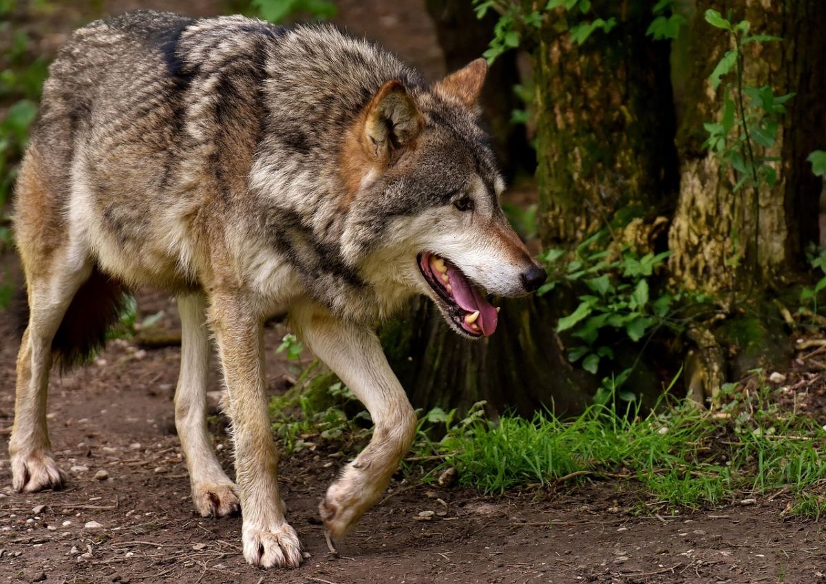 示意圖／東京動物園傳出狼隻逃脫的消息，所幸經過4小時的尋找，已經順利找到。（擷取自免費圖庫Pixabay）