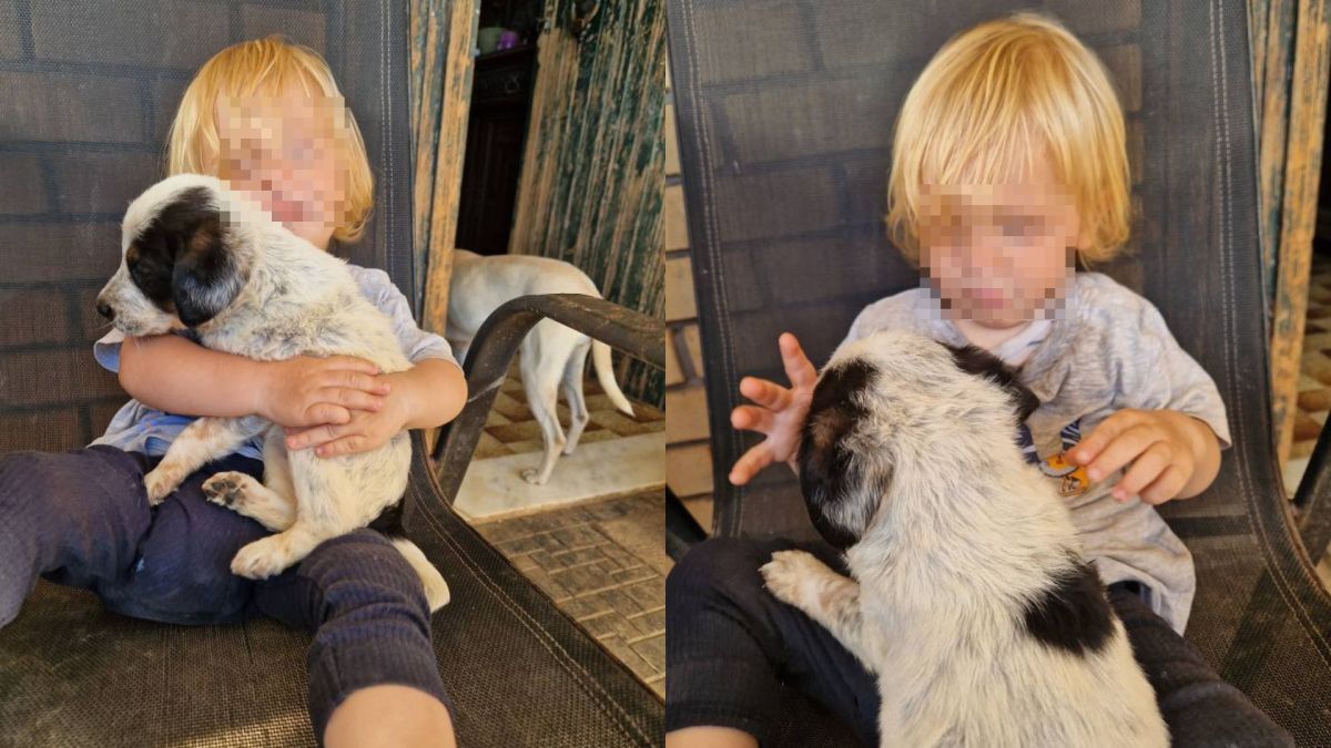 圖／希臘札金索斯島近日發生一起幼童遭家犬咬死的悲劇，年僅2歲的男童里昂（Leon Dulia）短短約30秒內便遭家中飼養的比特犬致命攻擊。（翻攝 Instagram）