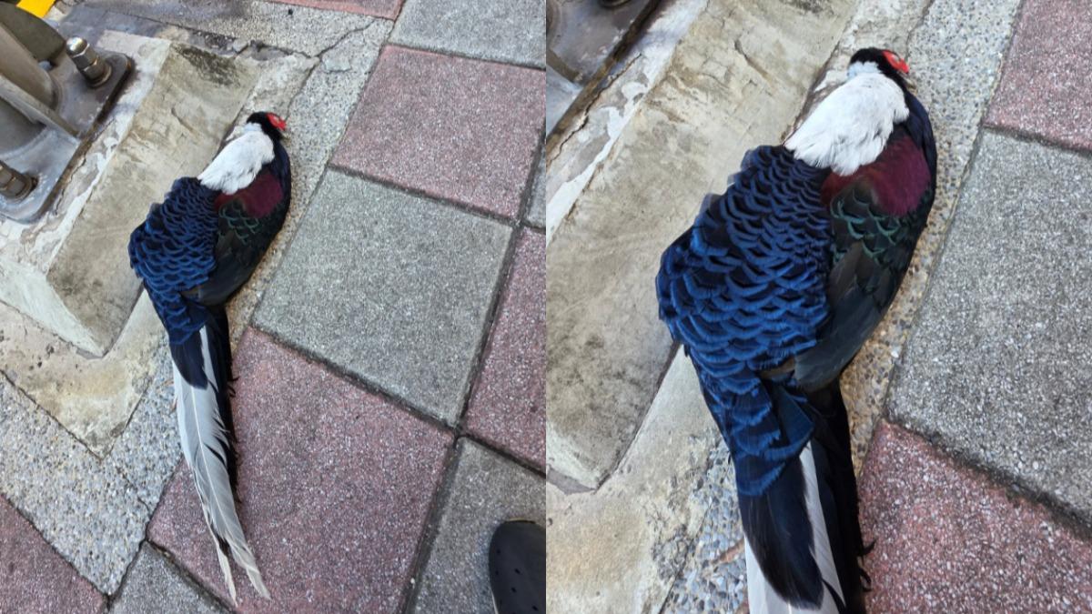 圖/柳丁哥哥日前驚見遭到路殺的藍腹鷴。(TVBS 提供)