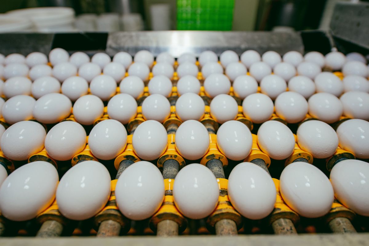 圖/在傳統液蛋加工產業中,每處理 1,000 公斤的蛋液,就會產生約 100 公斤的蛋殼廢棄物。(勤億蛋品 提供)