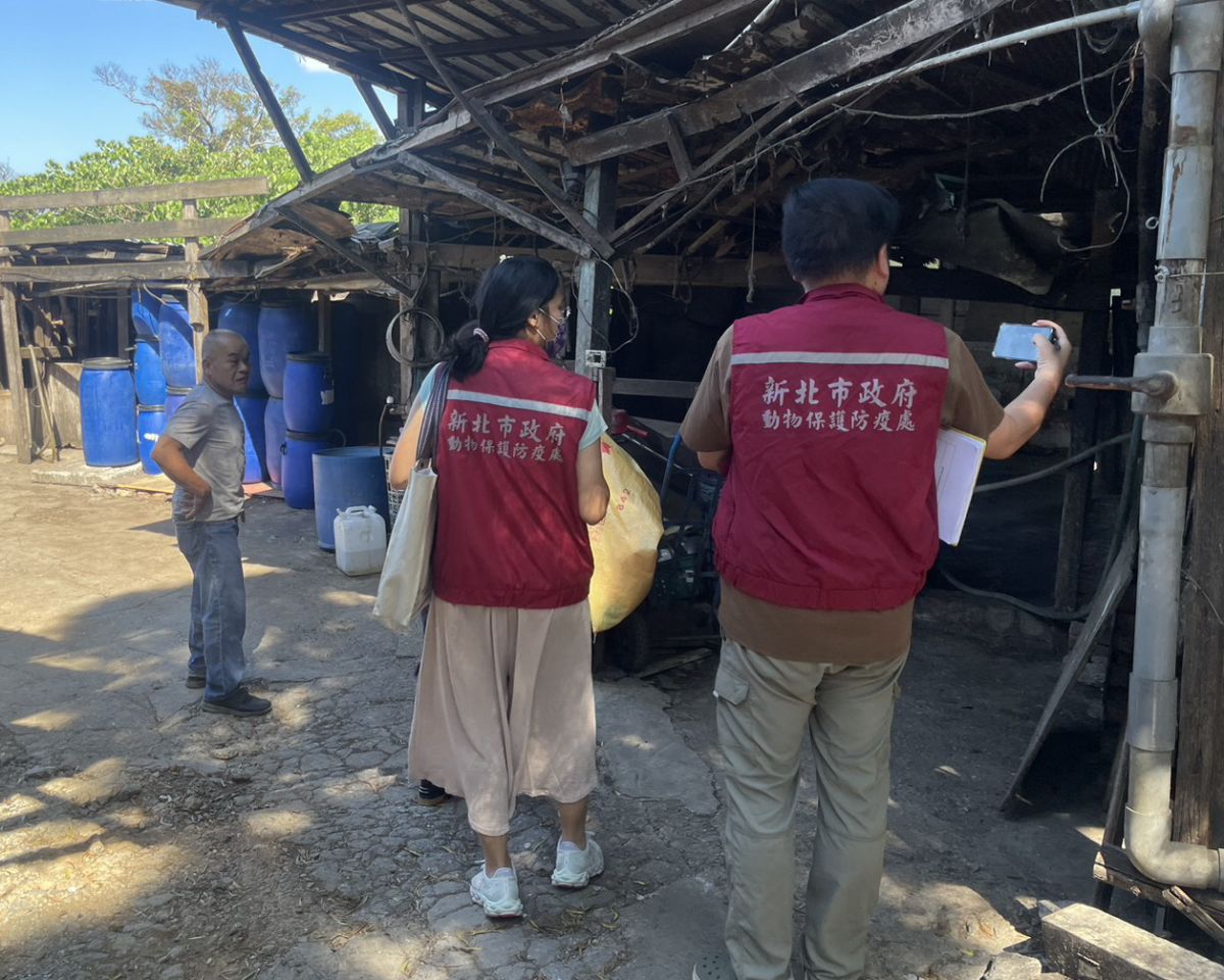 圖／新北市政府動物保護處聯合稽查未登記非法養豬場。（新北市政府動物保護處提供）