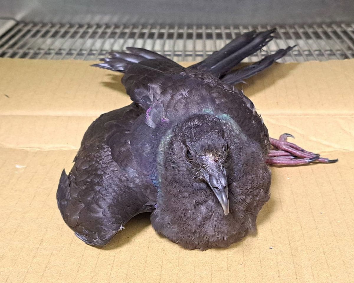 圖／黑林鴿因撞擊致前額受傷無法站立。（新北市政府動保處提供）
