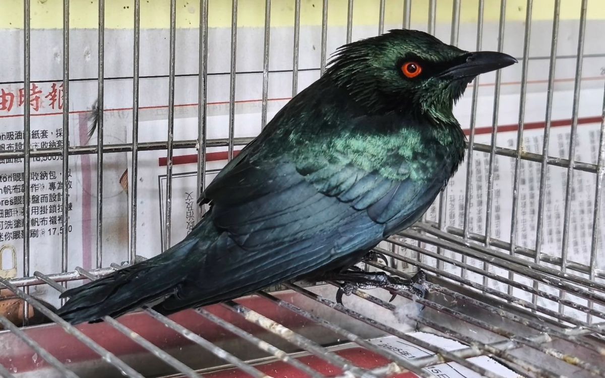 圖/亞洲輝椋鳥又名菲律賓輝椋鳥。(新北市政府動物保護防疫處提供)