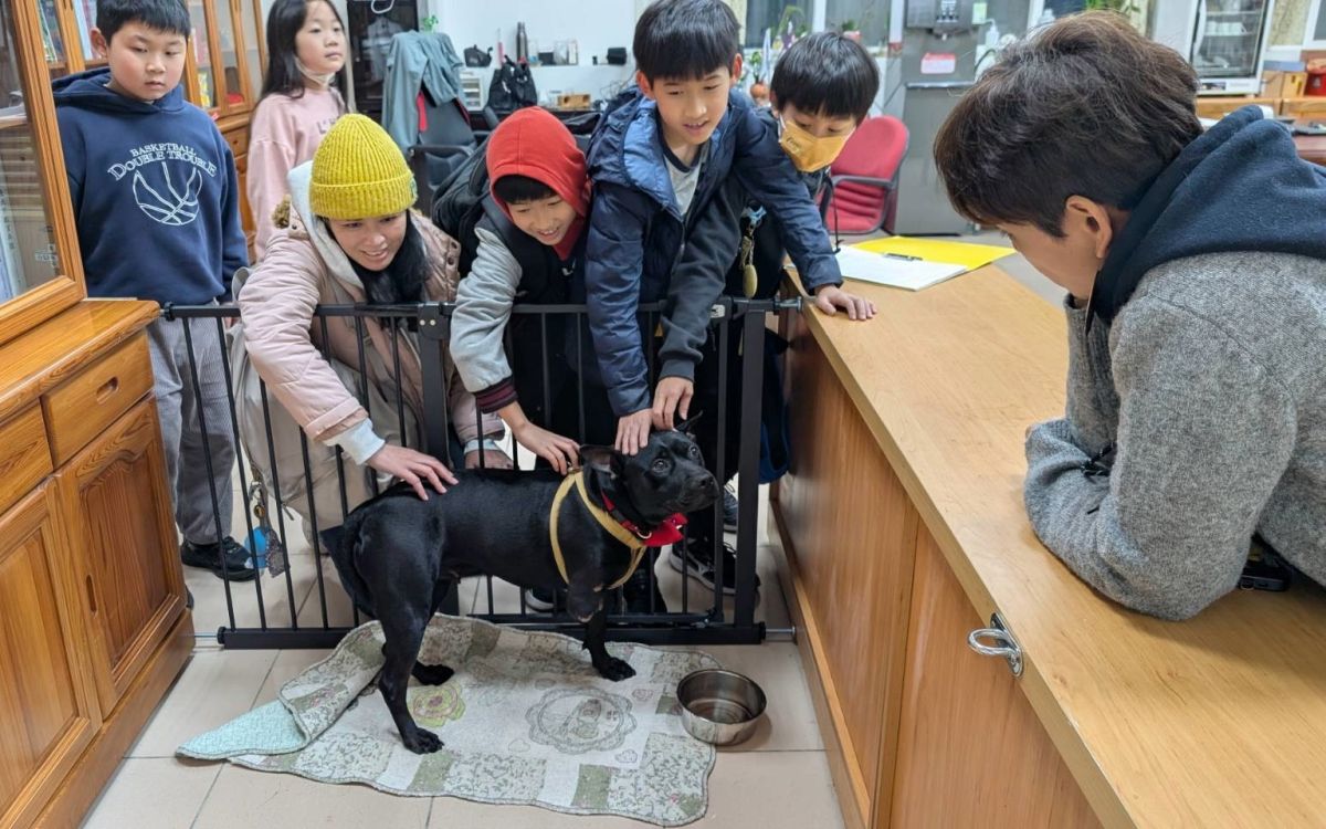 圖／校犬安生飼養在校長室，平時小朋友會輪流來和校犬做互動。（新北市政府動保處提供）