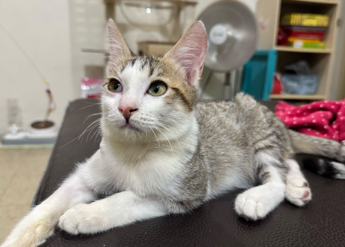 圖／小虎斑白貓悠閒在新家中。（新北市政府動保處提供）