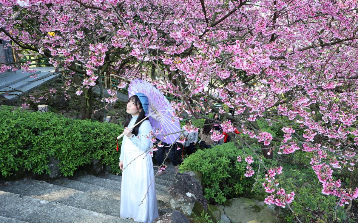 圖/盛開的櫻花在階梯旁簇簇綻放,粉色花影隨風輕晃,為整條步道添上一抹柔美。(新北市政府觀旅局提供)