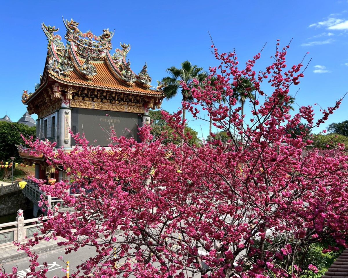 圖／林口竹林山寺不僅是當地著名的宗教聖地，更是春季不可錯過的賞櫻勝地。（新北市政府景觀處提供）