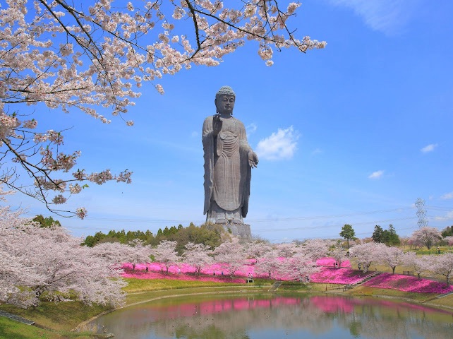 圖／牛久大佛高聳、與櫻花同框，兼具莊嚴與美麗。（茨城縣觀光誘客課提供）