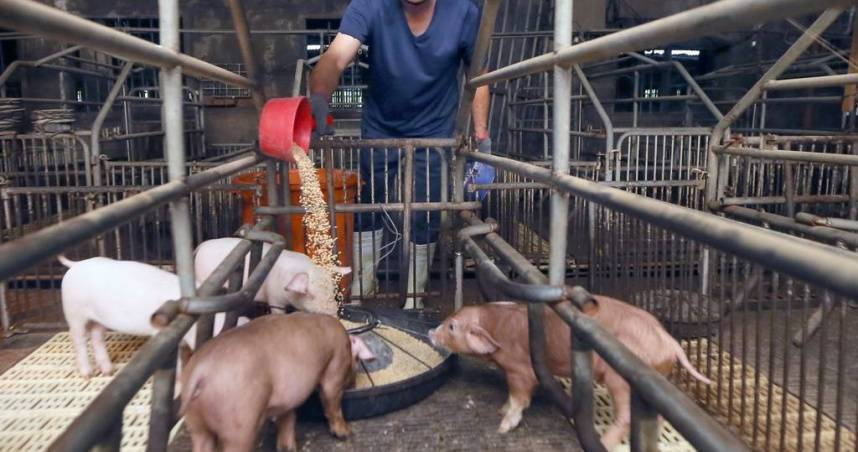 示意圖／台中梧棲1處養豬場去年10月傳出首例本土非洲豬瘟案例。（CTWANT 提供）