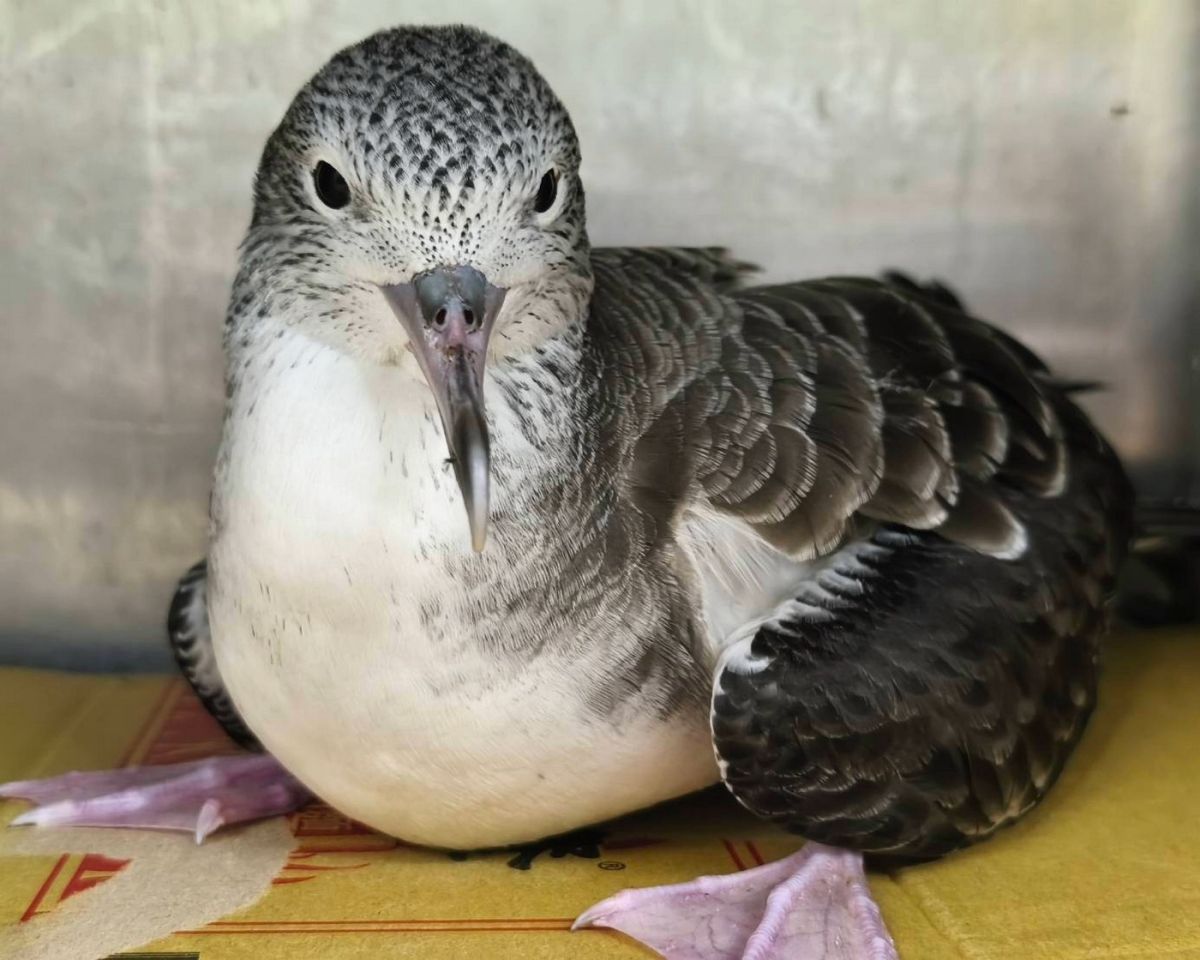 圖／基隆外海棉花嶼是大水薙鳥目前臺灣唯一繁殖地點，具有獨特生態價值。（新北市政府動保處提供）
