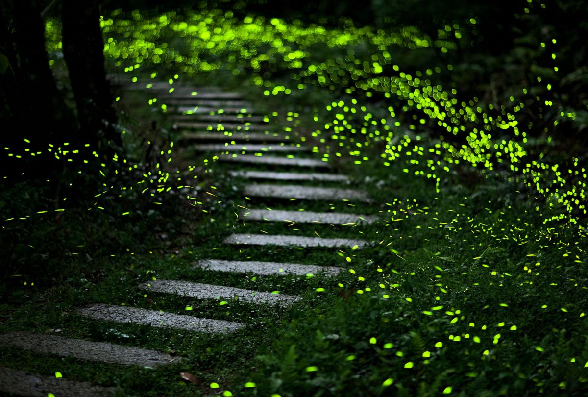 新北賞螢秘境曝光　觀旅局：連假登山療癒追螢光