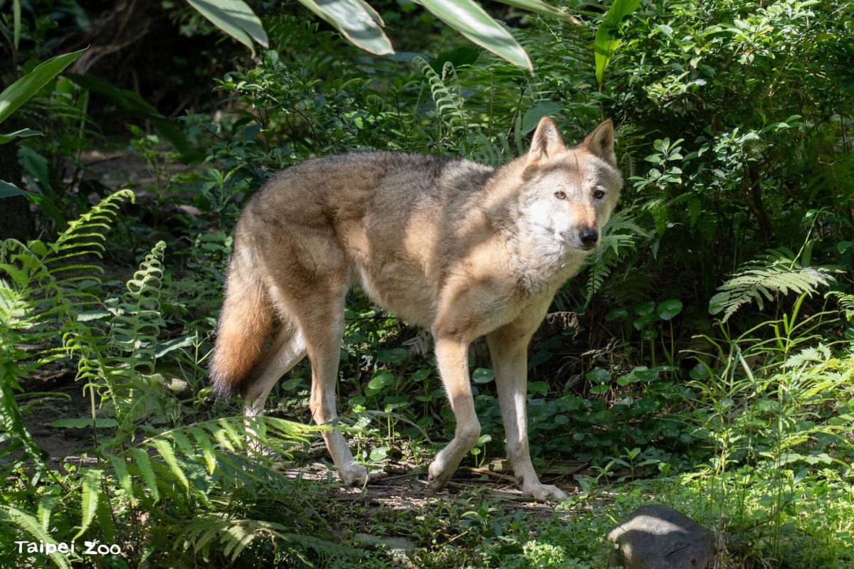 圖／臺北市立動物園的灰狼「蘿拉」病逝。（臺北市立動物園提供）