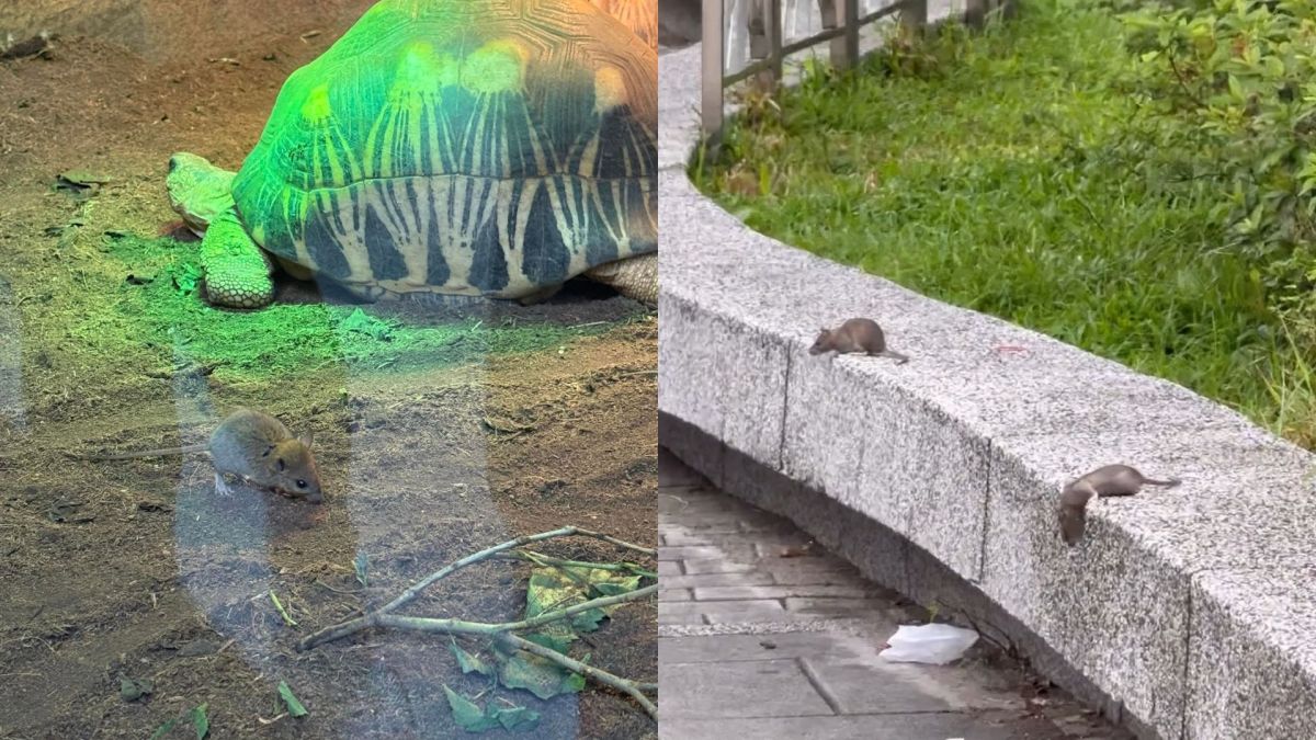 圖／台北市近期多起老鼠出沒畫面在網路流傳，引發民眾對環境衛生與公共安全的關注。（翻攝 Threads）