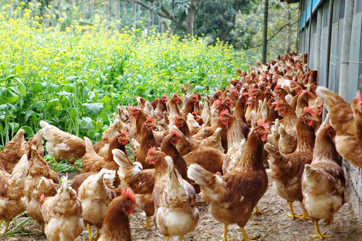 圖／勤億發揮其在液蛋領域的深厚底蘊，推出符合政府法規認證的「平飼、放牧」人道客製化液蛋。（勤億蛋品 提供）