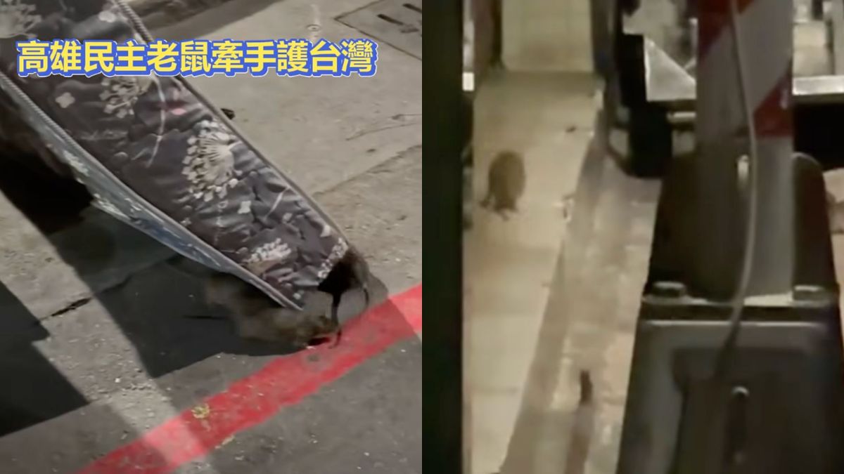 圖/台北市近期因鼠患問題遭到民進黨陣營強力抨擊,引發藍營不滿並隨即展開「南北老鼠大戰」進行反擊。(翻攝 臉書)