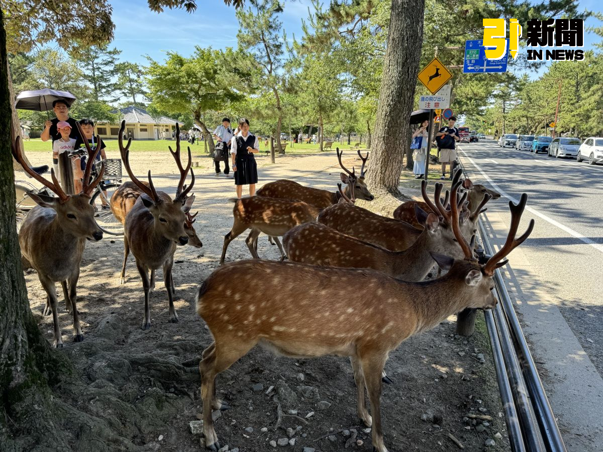 圖／日本奈良公園。（引新聞資料照）