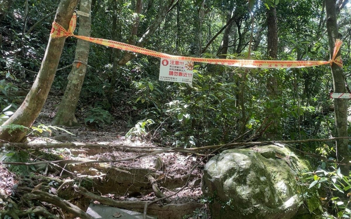 三峽山區虎頭蜂攻擊釀傷　動保處緊急摘除蜂窩