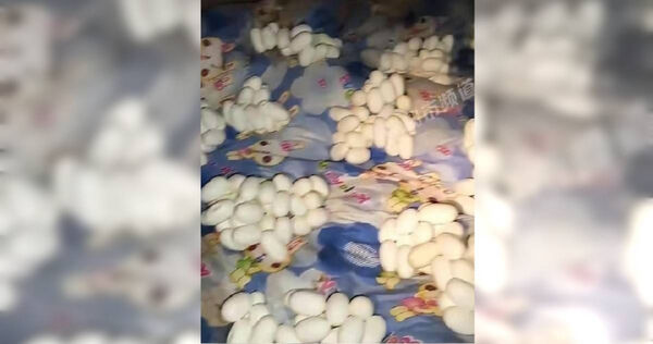 圖／男子返回鄉下老家看到屋內都是蛇蛋。（翻攝自微博／都市頻道）