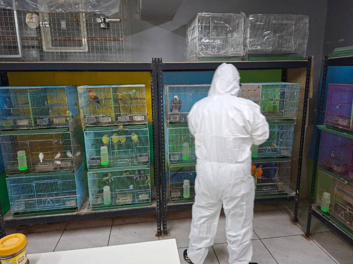 觀賞鳥成療癒家人　動保處每季監測32家鳥店防禽流感