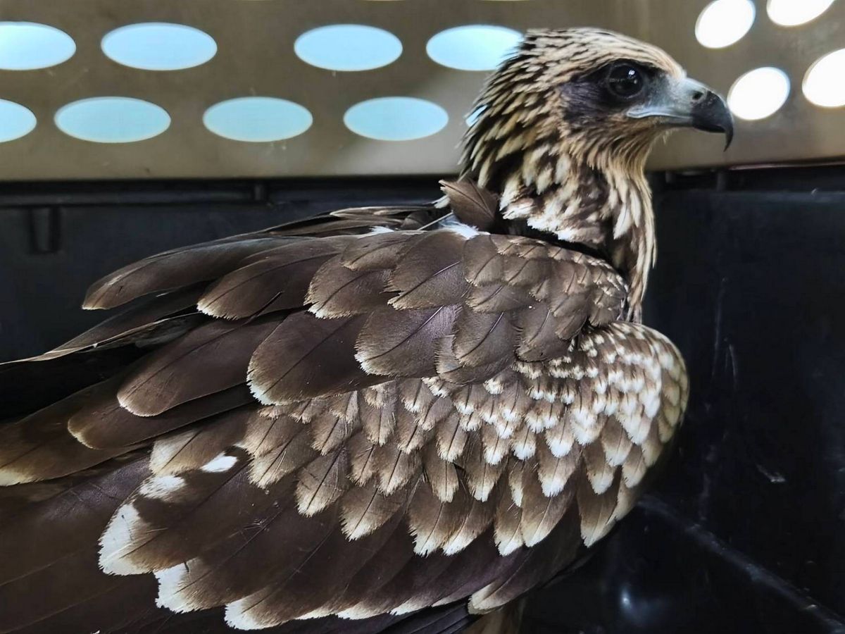 黑鳶藍K4工地覓食　新北動保處籲勿餵食野生動物