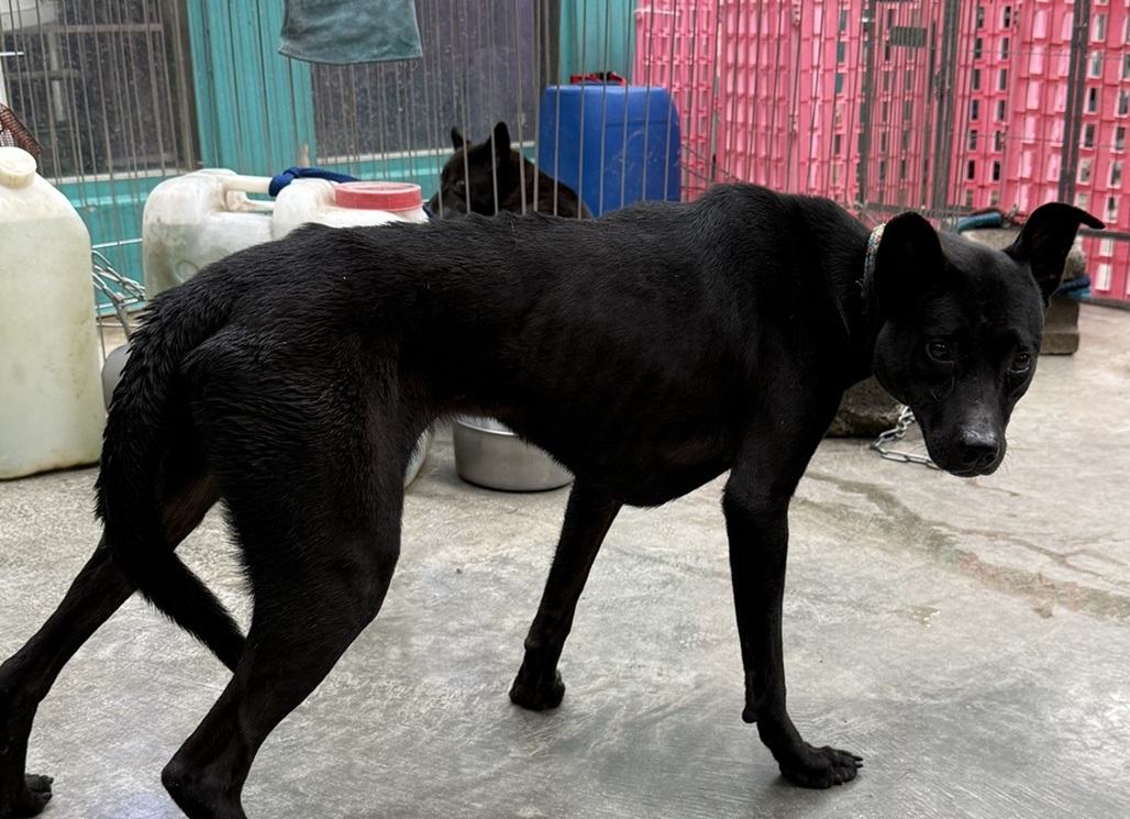 新北24民間收容所護3千犬貓 動保處強化管理 - 台北郵報 | The Taipei Post 新北24民間收容所護3千犬貓 動保處強化管理 - 台北郵報 | The Taipei Post