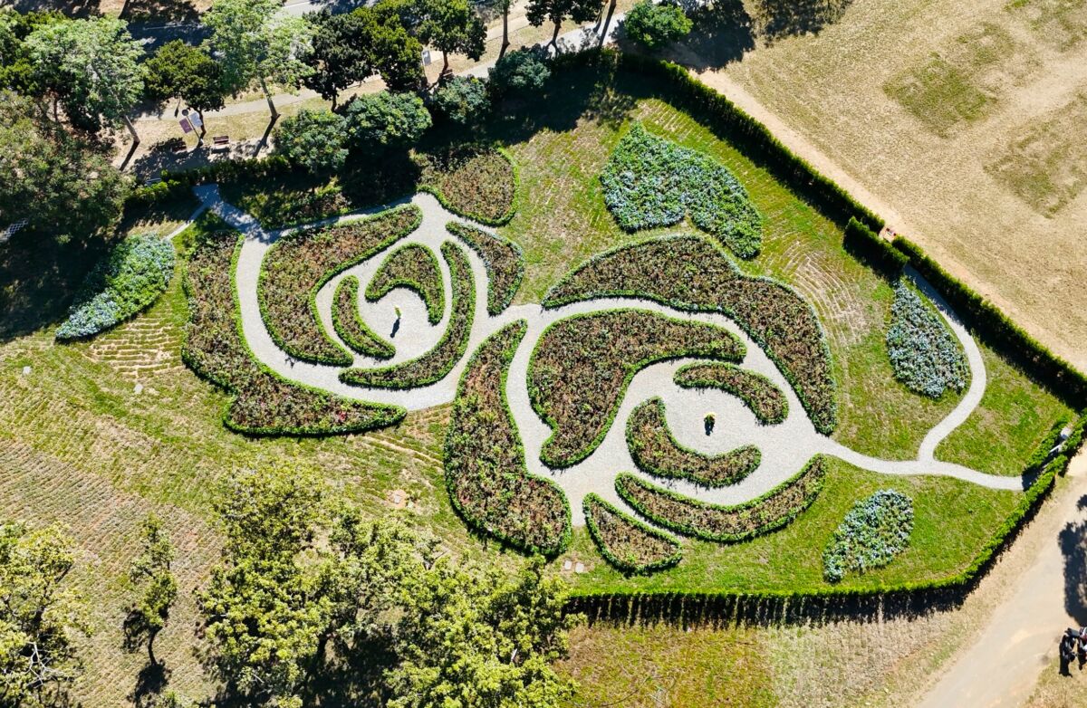 圖/繼玫瑰園落成後,黃騰輝仍經常回到東海校園,並親手以素描描繪玫瑰園。(東海大學提供)